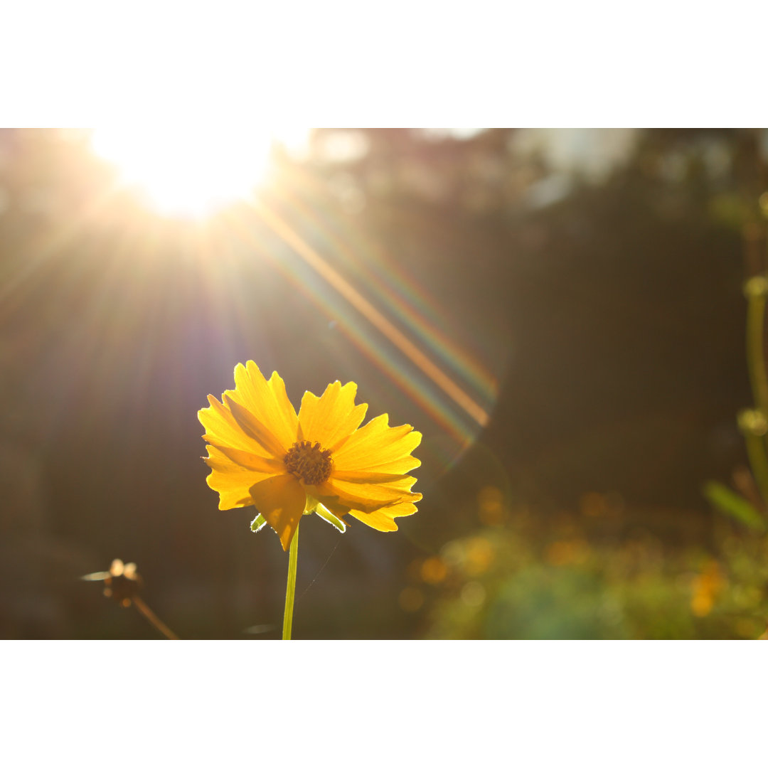 Leinwandbild Gelbe Chrysantheme