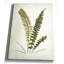 «Botanical Plate V», reproduction d'art sur toile tendue-22188555