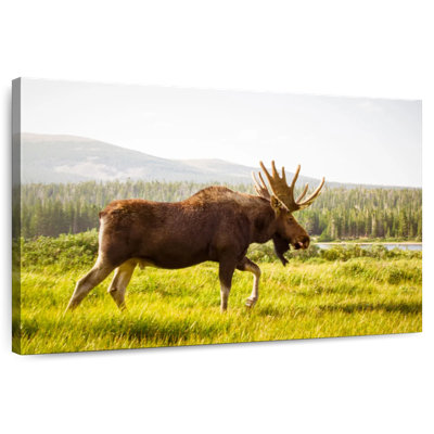 Crowle Grazing Wild Moose