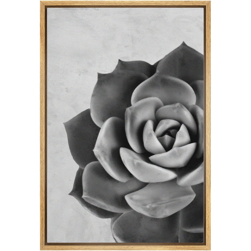 Gros plan sur des plantes florales grises en niveaux de gris, photographie du sud-ouest, noir et blanc, Naturel