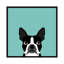 Boston Terrier, impression sur toile tendue-19741552-74740740-74740741