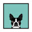 Boston Terrier, impression sur toile tendue-19741553-74740740-74740741