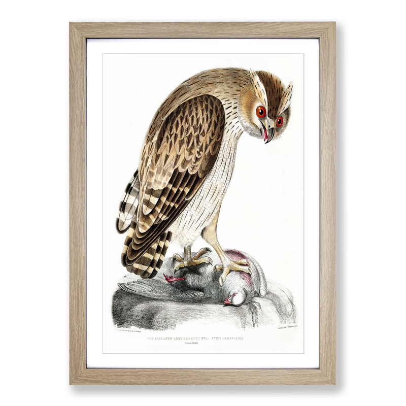 Horned Owl by John Edward Gray - Picture Frame Painting Print, 87cm H x 62cm W x 2cm D, Oak Framed