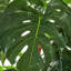 170cm Faux Swiss Cheese Plant Tree in Pot