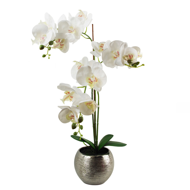 Anneus 70cm Plant