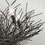 Beachmount 5 - Light Candle Style Chandelier