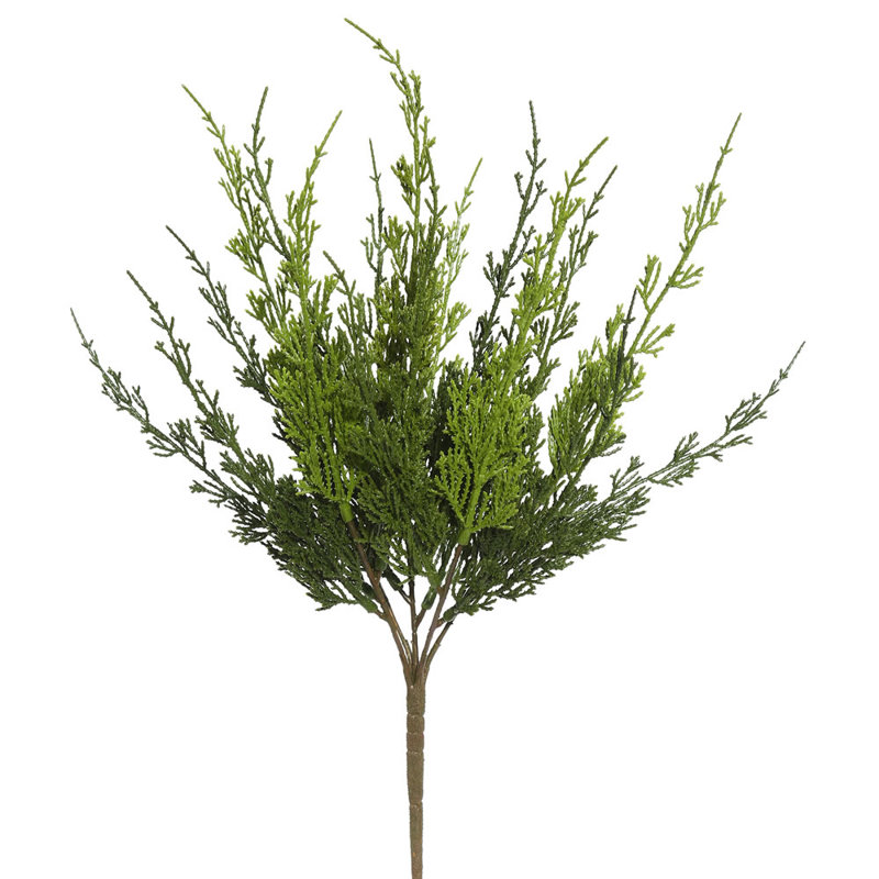 Arnell Monterey Cypress Bush