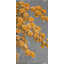 Golden wattle plant - 24"x48" Framed canvas