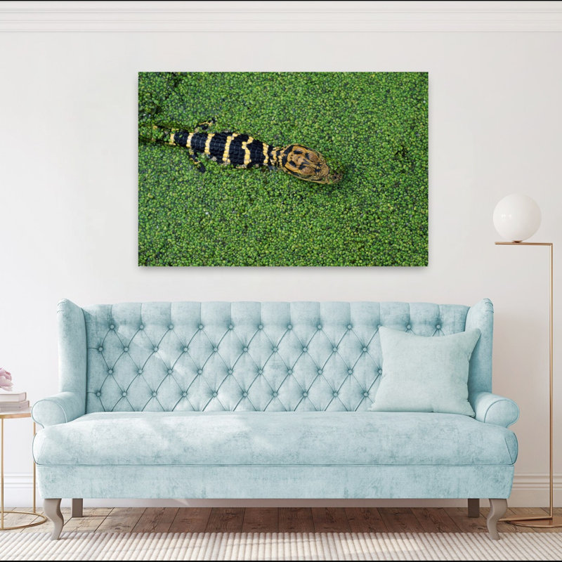 Young American Alligator In Duckweed. by Green Earth Collection - Wrapped Canvas Print, 101.6 cm H x 152.4 cm W