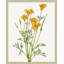 Golden Poppy 1 Wall Art & Signage by Lillian August