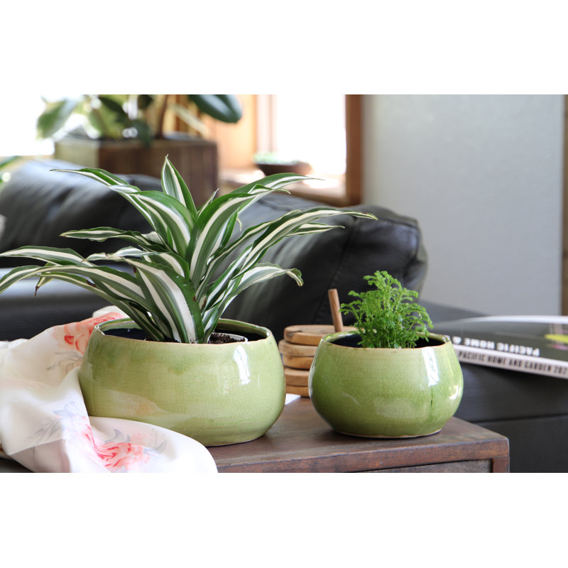 Jewel Freeform Bowl By , Case of 4, Pistachio Crackle