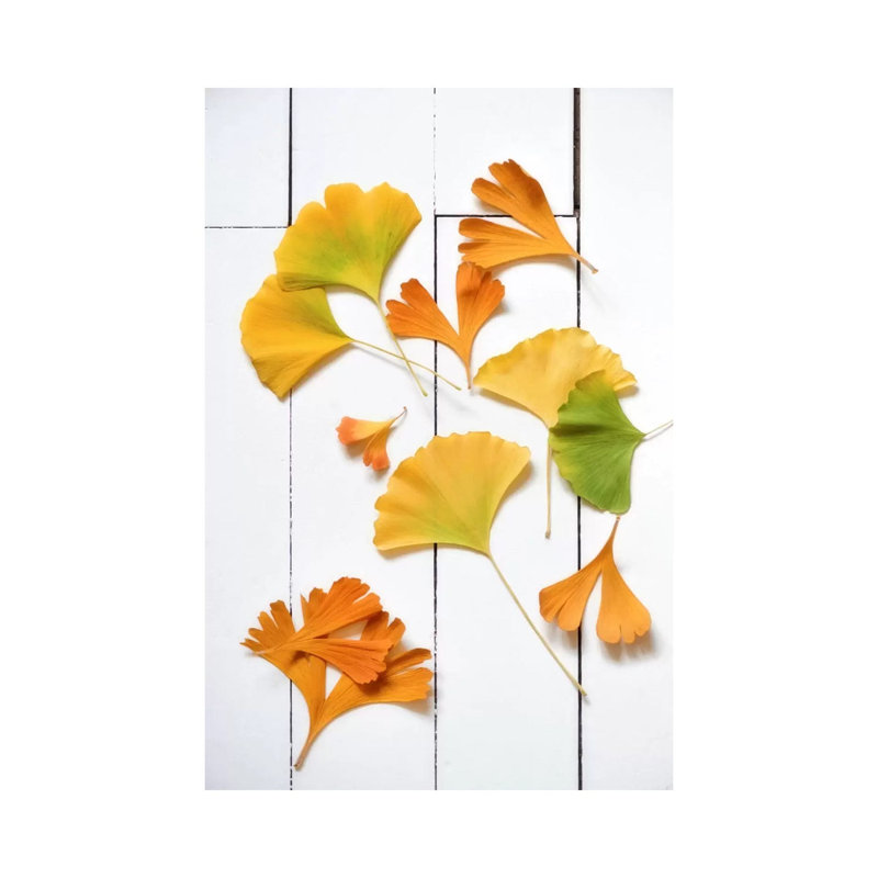 Ginkgo Fun by Philippe Sainte-Laudy - Wrapped Canvas Print, 66.04 cm H x 45.72 cm W x 1.91 cm D