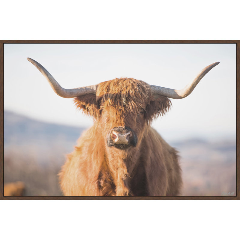 Highland Cow - Print, Floater Brow Framed Canvas, 30cm H x 30cm W x 3.81cm D