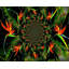 Bird Of Paradise Print by Leonard Askowitz