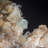 Creedite with Fluorite. Navidad Mine, Mexico.