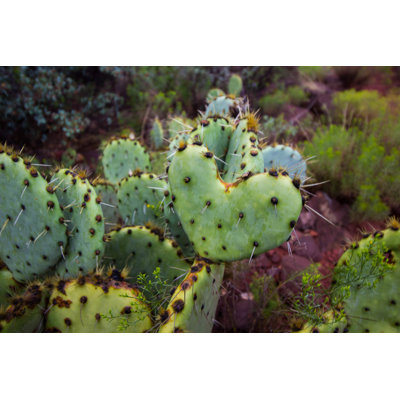 Cactus de cœur