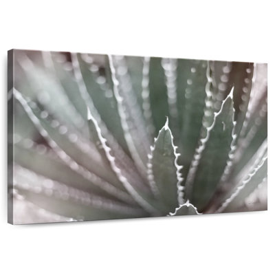Harnek Dream Desert I BWC