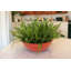 Grass In Red - Orange Bowl