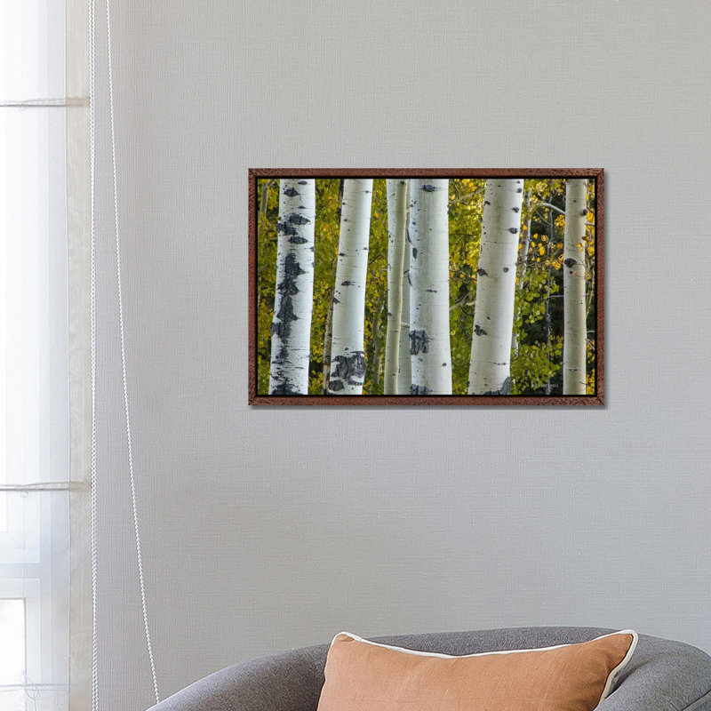 Aspen Trunks by Bill Sherrell - Gallery-Wrapped Canvas Giclée on Canvas, 66.04 cm H x 45.72 cm W, Classic Wood Framed
