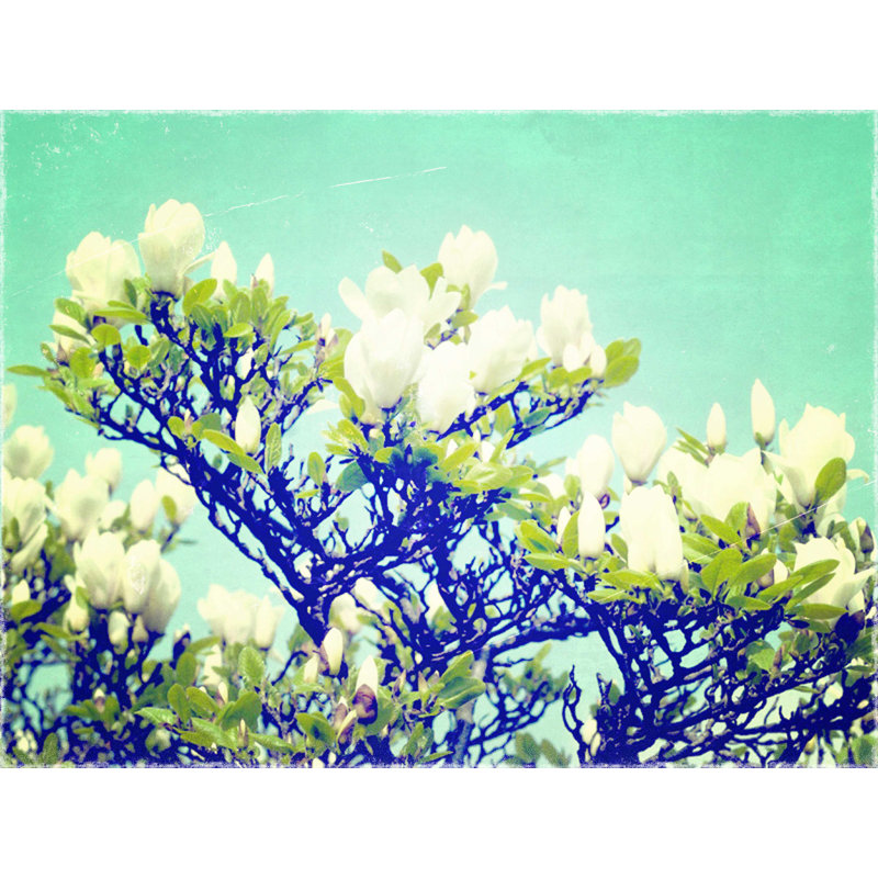 " Photo Magnolia Tree ", 12" H x 16" W