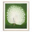 White Peacock Print by Grand Archives-1163422955-1163422956