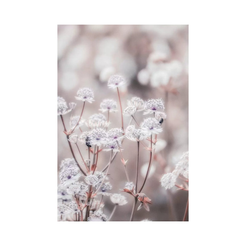 Wildflower Pastel IV by Monika Strigel - Wrapped Canvas Print, 30.48 cm H x 45.72 cm W