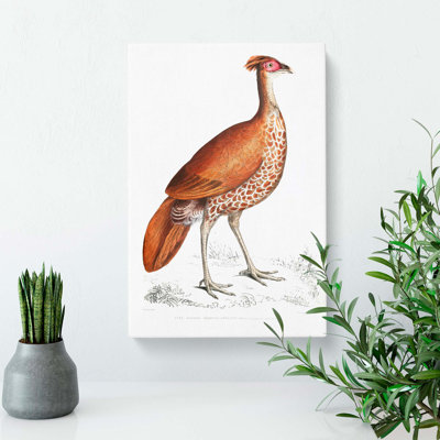 Pheasant Hen Illustration by John Edward Gray - Wrapped Canvas
