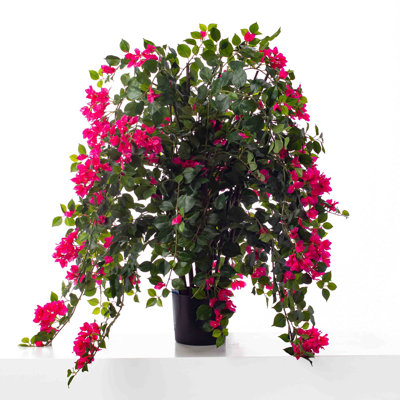 Arrangement floral fuchsia de bougainvilliers en pot