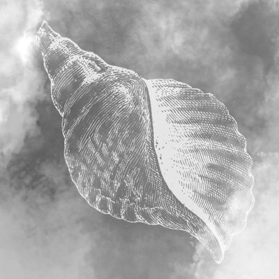 Grey Shell 2 - Wrapped Canvas Print