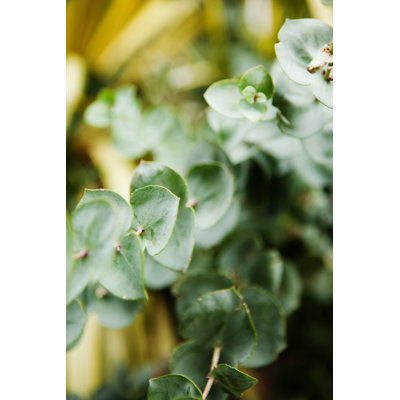 Eucalyptus by Andipantz