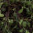 Artificial Green Angel Vine Kissing Ball-93008927