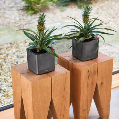 Cube Pot Planter