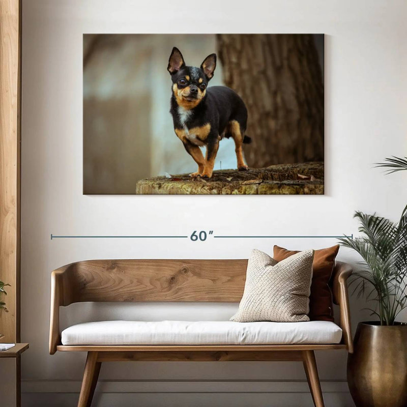 Tri Chihuahua, H 32 po x l 48 po
