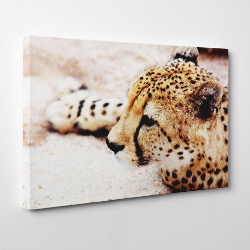 Cheetah Photographic - Wrapped Canvas, 50cm H x 76cm W