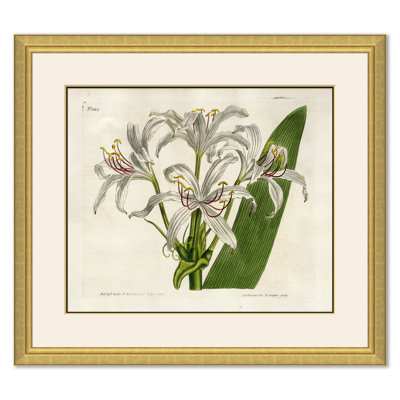 Curtis Floral Studies " Curtis Floral Studies " by Soicher Marin Archives