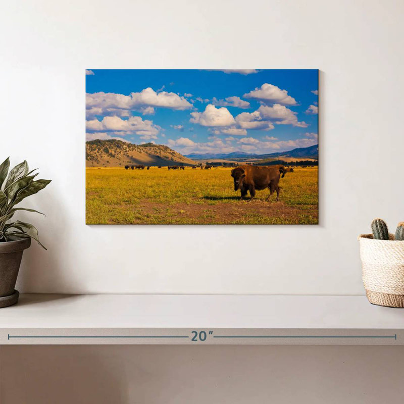 Bison dans le parc national, H 8 po x l 12 po