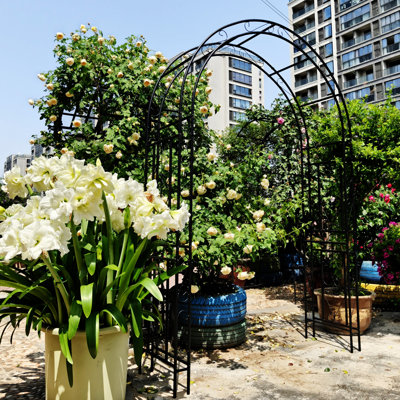 Metal Garden Arch L59'' X W17.71'' X H90.55'' Climbing Plants Support Rose Arch Outdoor