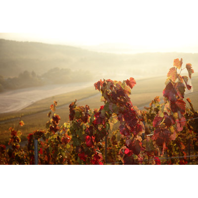 Vineyard by Rolfbodmer - Wrapped Canvas Print
