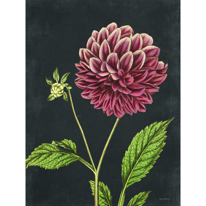 Dahlia - reproduction sur toile tendue, H 16 po x l 12 po