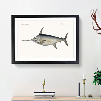Blue Marlin by Georges Cuvier - Picture Frame Graphic Art Print