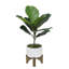 Feuillage de figuier en pot