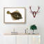 Plaice Fish by Edward Donovan - Picture Frame Painting Print-55601079-55601083