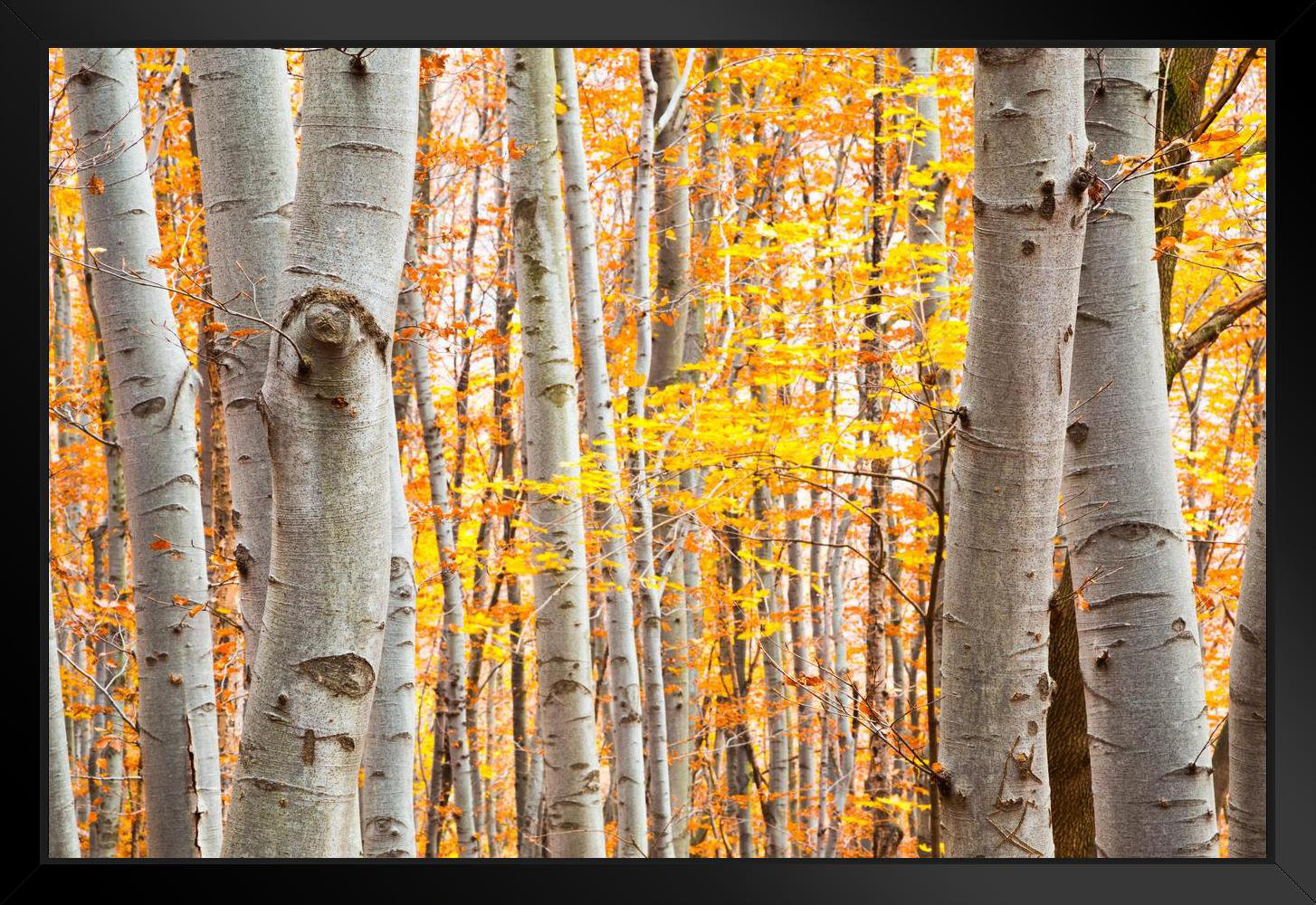 Loon Peak® Birch Forest In Autumn With Vibrant Yellow Leaves Photo ...