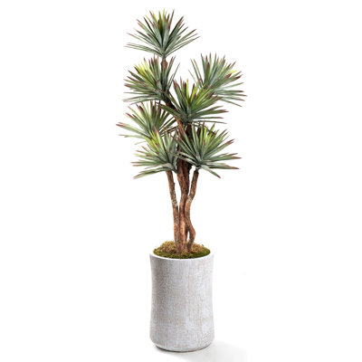 8' Agave Tree in White Weston Planter