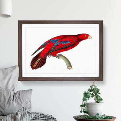 Blue-Tipped Lory by George Shaw - Framed Print