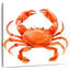 Joli crabe rouge Brampt