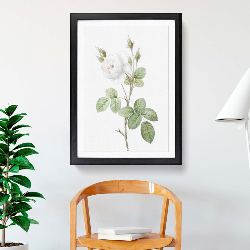 White Moss Rose by Pierre-Joseph Redoute - Framed Print, 48cm H x 36cm W x 2cm D, Black Framed