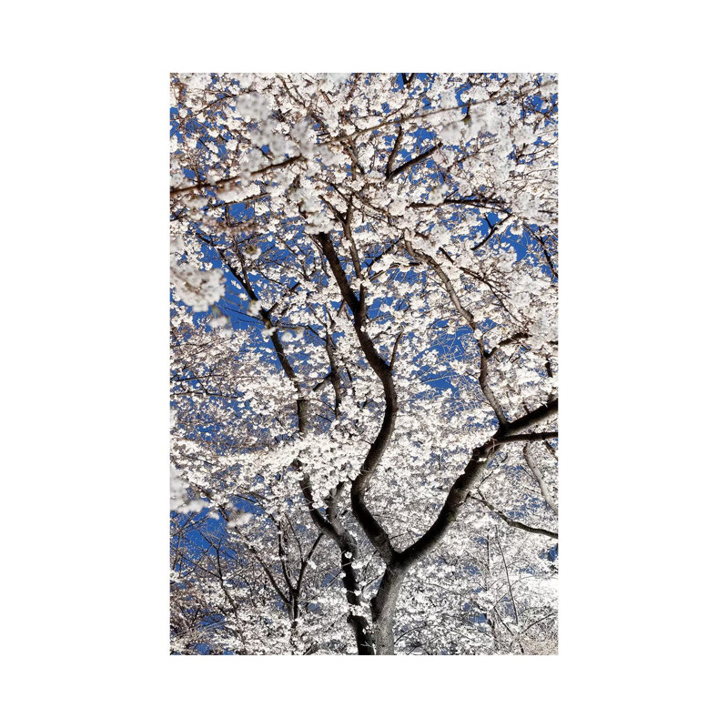 «Cherry Blossoms at Night» par Philippe Hugonnard - reproduction de photo sur toile tendue, H 40 po x l 26 po x P 1,5 po