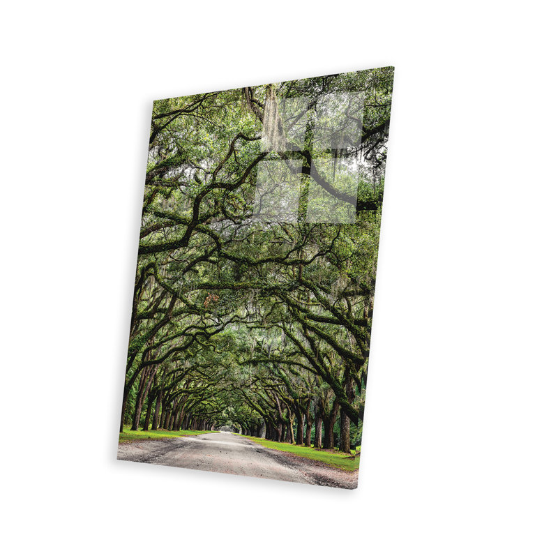 Savannah Road of Oak Trees, impression sur verre acrylique