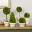 Thisbe 5 Piece PG Topiaries Potted Set